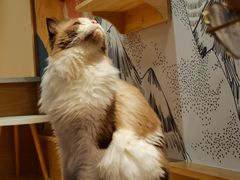 -滚猫咖啡·猫咖·猫友好撸猫(未来城店)