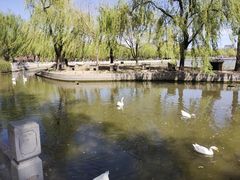-莲花池公园