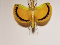 -山东博物馆