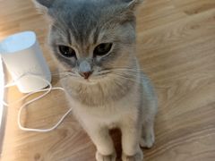 -COLOR PETS 撸猫馆·购猫·猫咖(长风大悦城店)
