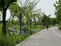 -上海滨江森林公园