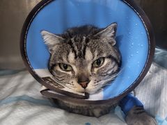 -米苏动物医院·犬猫专科·骨科外科内窥镜