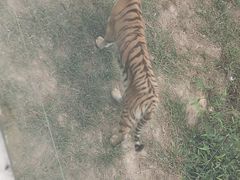 -泉州海丝野生动物世界