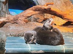 -暹罗海洋世界