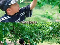 -御林古桑园