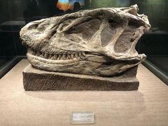 -自贡恐龙博物馆