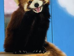 -栾川竹海野生动物园