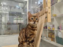 -楼上猫咖(罗湖店)