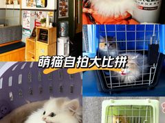 -伟伟宠物医院·瑞派猫友好医院·猫科(光谷店)