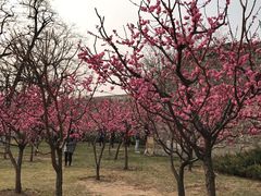 -永定河休闲森林公园