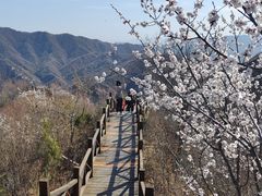 -大岭沟猕猴桃谷风景区