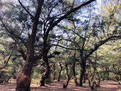 -北海金海湾红树林生态旅游区