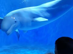 -多彩贵州城极地海洋世界