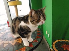 -喵店&猫咖