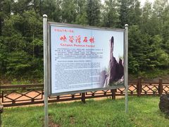 -峡谷浮石林景区