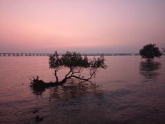 -宝安西湾红树林湿地公园