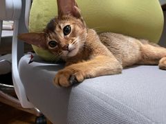 -猫大福·Fortune Cat猫舍(百子湾店)