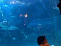 -暹罗海洋世界