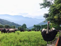 -瑞穗牧场