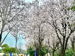 -成飞公园