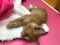 -欧奕国际动物医院