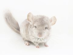 -龙猫仔乐园(惠福东路店)