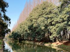 -上海长兴岛郊野公园