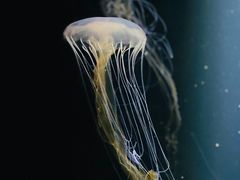 -欢乐海岸海洋奇梦馆