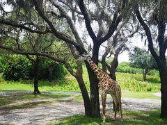 -奥兰多迪士尼动物王国乐园