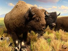 -陕西自然博物馆