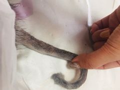 -邢大夫动物医院