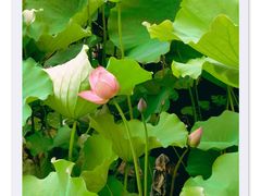 -长兴太湖图影湿地文化园