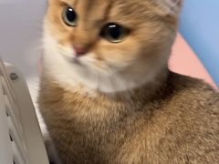 -瑞派福兴宠物医院犬猫全科·骨科·中西医结合(河东店)