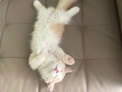 -lincat·猫舍(广州店)