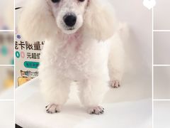 -帕帕拉兹宠物(亚洲旗舰店)