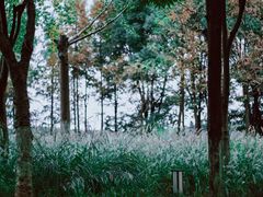 -东湖落雁景区