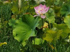 -贵阳市花溪国家城市湿地公园