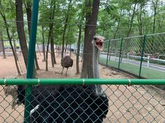 -大连铭湖国际观光牧场