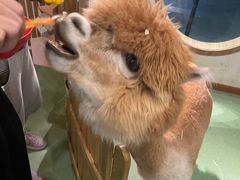 -藦茜花园宠物主题亲子互动体验馆(国顺东路店)