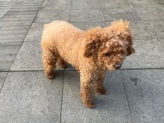 -老谢野馄饨(延安路店)