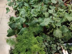 -双季花艺园艺市场(浦东店)