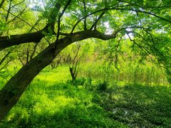 -西湖风景区-江洋畈生态公园