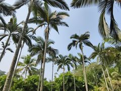 -中国科学院西双版纳热带植物园