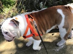 -硗碛藏寨·神木垒景区