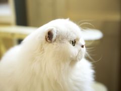 -猫小院猫主题餐厅(南锣旗舰店)