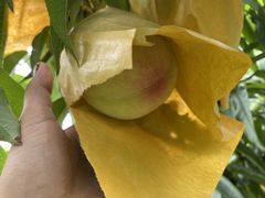 -老袁家蜜桃农场·阳山水蜜桃