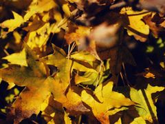 -济南国际园博园