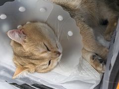 -纳吉亚猫专科动物诊疗中心(蒋宅口分院)