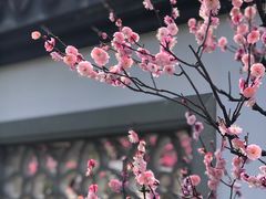 -杭州植物园