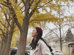 -三里屯东五街银杏大道